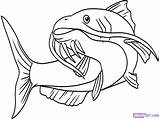 Catfish Line Drawing Getdrawings Coloring Fish Missouri sketch template