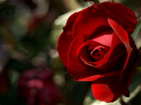 photo red rose photography beautiful bloom blooming