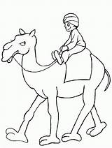 Camelo Desenho Deserto Educação sketch template
