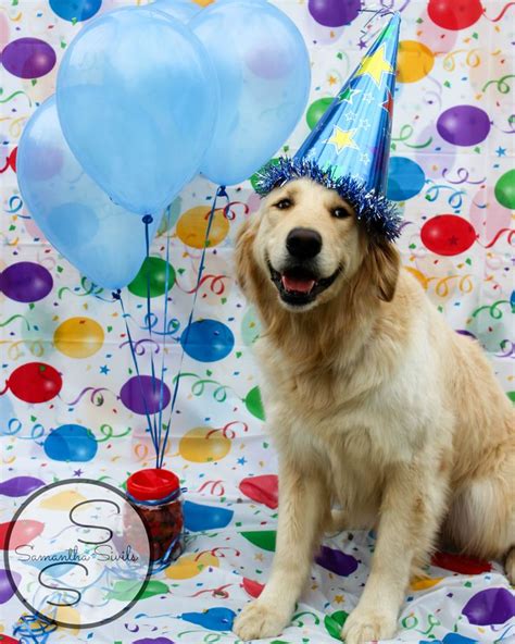 barkday celebration dog birthday pictures dog birthday party pets happy birthday animals
