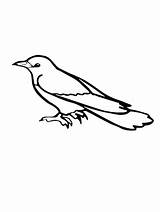 Bird Cuckoo Coloring Pages Common Outline sketch template