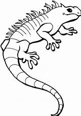 Coloring Pages Iguana Printable Template Sketch sketch template