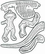 Dinosaur Coloring Pages Skeleton Color Bones Printable Getdrawings Getcolorings Print sketch template