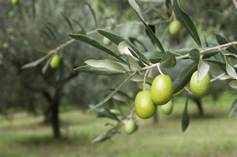 youll   grow  olive tree natures naturals