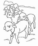 Coloring Lamb Baby School sketch template