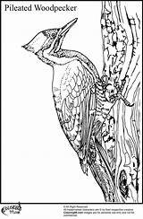 Woodpecker Coloring Pages Pileated Bird Template Team sketch template