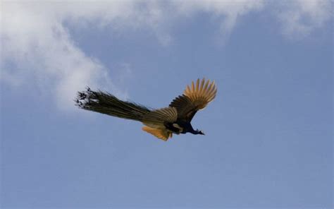 Burung Merak Terbang Memang Cantik Permata Dunia