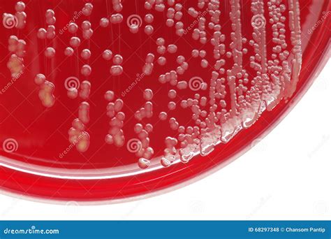 staphylococcus aureus stock photo cartoondealercom