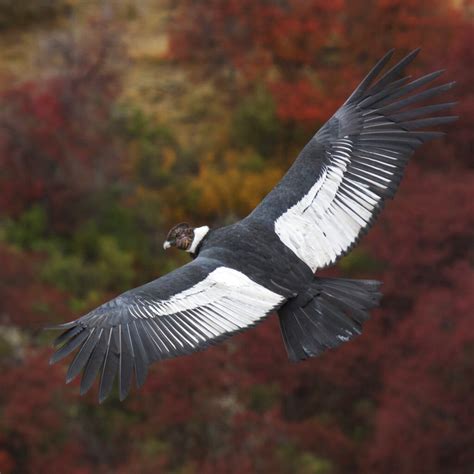 andean condors  soar  miles  flapping courthouse news