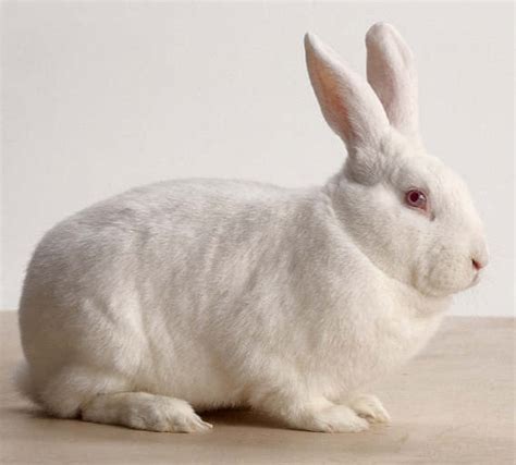 bunny breed guide  zealand white rabbit pethelpful