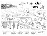 Coloring Pages Sea Grass Tidal Template Flat sketch template