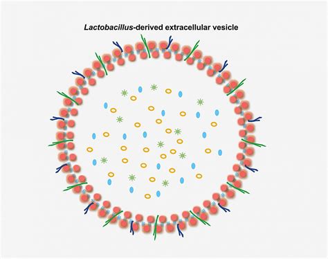 vesicles released  bacteria  reduce  spread  hiv  human