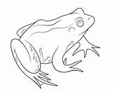 Rana Sapo Frosch Amphibien Sapos Ausmalbild Pintar sketch template