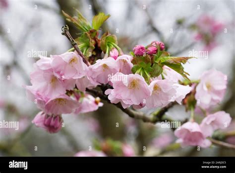 cherry blossom accolade uk  res stock photography  images alamy