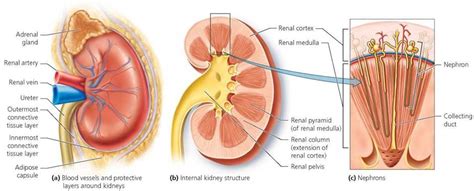 figure  structure   kidney