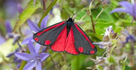 Uk Moths Nine Of The Most Colourful And Distinctive Natural History