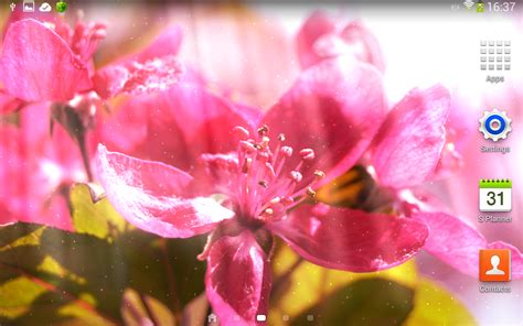 apk bunga musim semi bunga  wallpaper semi hidup rhododendron