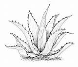 Agave Hyssop sketch template