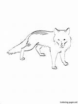Coloring Antarctica Fox Arctic Pages Polar Getcolorings Foxes Tundra Colouring Getdrawings Color sketch template