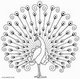 Peacock Coloring Pages Kids Printable Print Birds Drawing Cool2bkids Color Indian Peacocks Drawings Outline Getdrawings Craft Simple Pic Embroidery Sketch sketch template