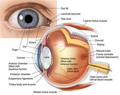 cornea raleigh opthalmology