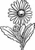 beautiful flower coloring pages  delicate forms  natural simplicity