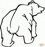 Grizzly Urs Cubs Colorat Orsi Planse Desene Designlooter Awana Cubbie sketch template