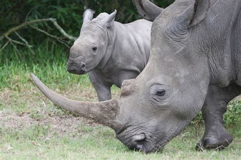 interesting facts   didnt   rhinoceroses