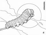 Chenille Caterpillar Coloriage Oruga Orugas Insectos Beetle Hellokids Insect Colorier Insectes Sheets Tête sketch template