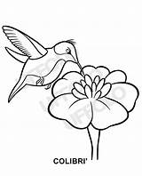 Uccelli Stampare Colibri Uffolo Volatili Specie sketch template
