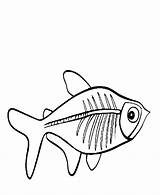 Fish Ray Coloring Drawing Kids Template Popular Paintingvalley Disimpan Dari sketch template