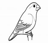 Sketsa Burung Lovebird Mewarnai Mudah Berkelompok Narmadi Bagus sketch template