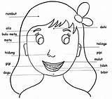 Wajah Bagian Mewarnai Nama Untuk Anggota Tubuh Bahasa Sketsa Lembar Dicoba Proyek Hidung Kanak Papan Kunjungi Wegner sketch template