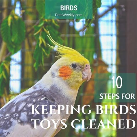 steps  keeping  birds toys clean petsweeklycom