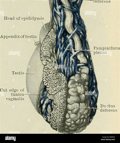 cunninghams text book  anatomy anatomy head  epididymi appendix  testis ductus