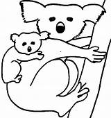 Koala Carrying Coloriages Bears sketch template