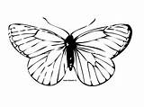 Butterfly Coloring Wings Template sketch template