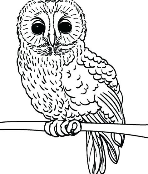 owl coloring pages    coloring sheets owl coloring
