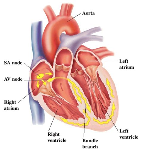 makhadum health circulation  blood   heart