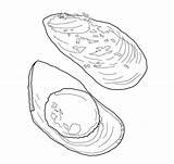 Coloring Cozza Mussel Disegni Colorare Mollusks Printmania Onlinecoloringpages sketch template
