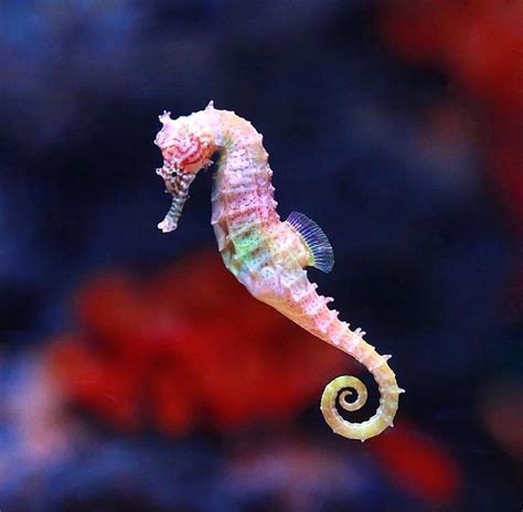rainbow seahorse  rnatureisfuckinglit