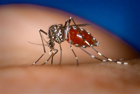 modifying mosquitoes to stop transmission of dengue fever iflscience