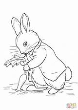 Peter Coloring Rabbit Stealing Pages Carrots Drawing sketch template