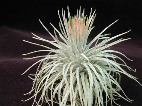 images  tillandsia  pinterest