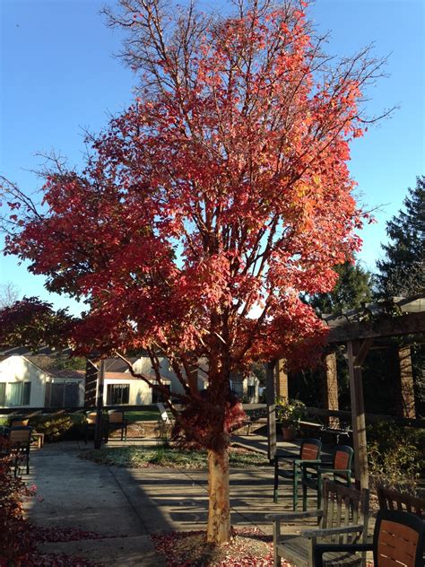 november    paperbark maple acer griseum barton arboretum blog