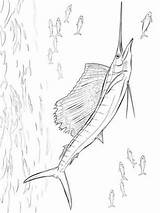 Zwaardvis Swordfish Ausmalbilder Schwertfisch Malvorlage Stimmen Stemmen sketch template