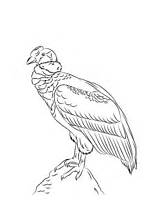 Andean Condor Coloring Perched Pages Condors sketch template