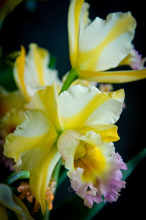 Exotic Orchid Collections Noel Morata Photography