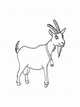 Pages Coloring Goat sketch template
