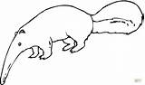 Anteater Coloring Pages Drawing Printable Clipart Color sketch template